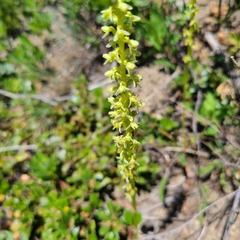 Platanthera unalascensis