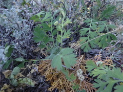 Geum triflorum ciliatum