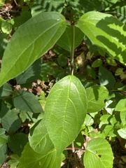 Viburnum setigerum