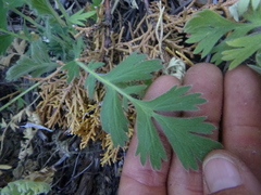 Geum triflorum ciliatum