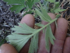 Geum triflorum ciliatum