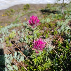 Castilleja parviflora olympica