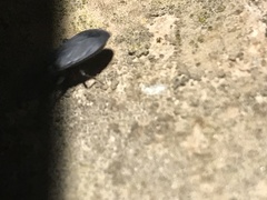 Lethaeus cribratissimus