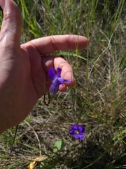 Gentianopsis detonsa