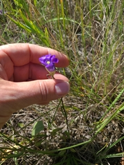 Gentianopsis detonsa