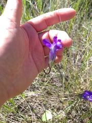 Gentianopsis detonsa