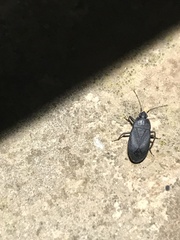 Lethaeus cribratissimus