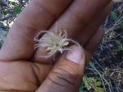 Geum triflorum ciliatum