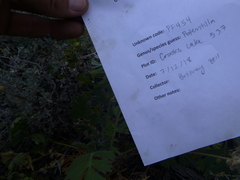 Geum triflorum ciliatum