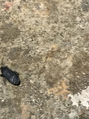 Lethaeus cribratissimus