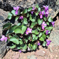 Viola flettii
