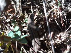Liolaemus gracilis
