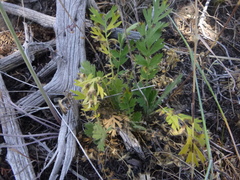 Geum triflorum ciliatum