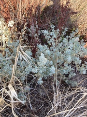 Atriplex argentea expansa