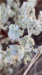 Atriplex argentea expansa