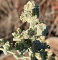 Atriplex argentea expansa