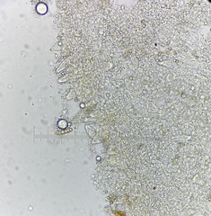 Inocybe acriolens