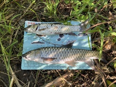 Spinibarbus hollandi