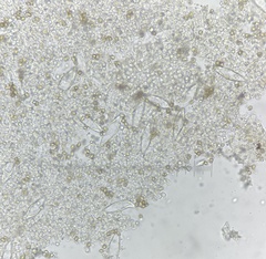 Inocybe acriolens