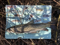 Spinibarbus hollandi