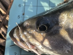 Spinibarbus hollandi