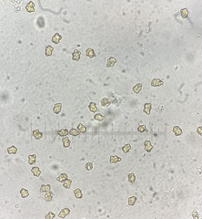 Inocybe acriolens