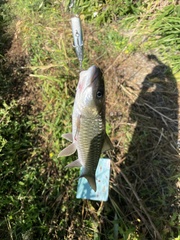 Spinibarbus hollandi