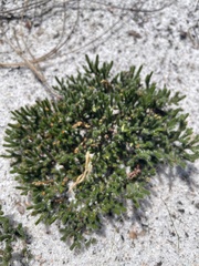 Selaginella acanthonota