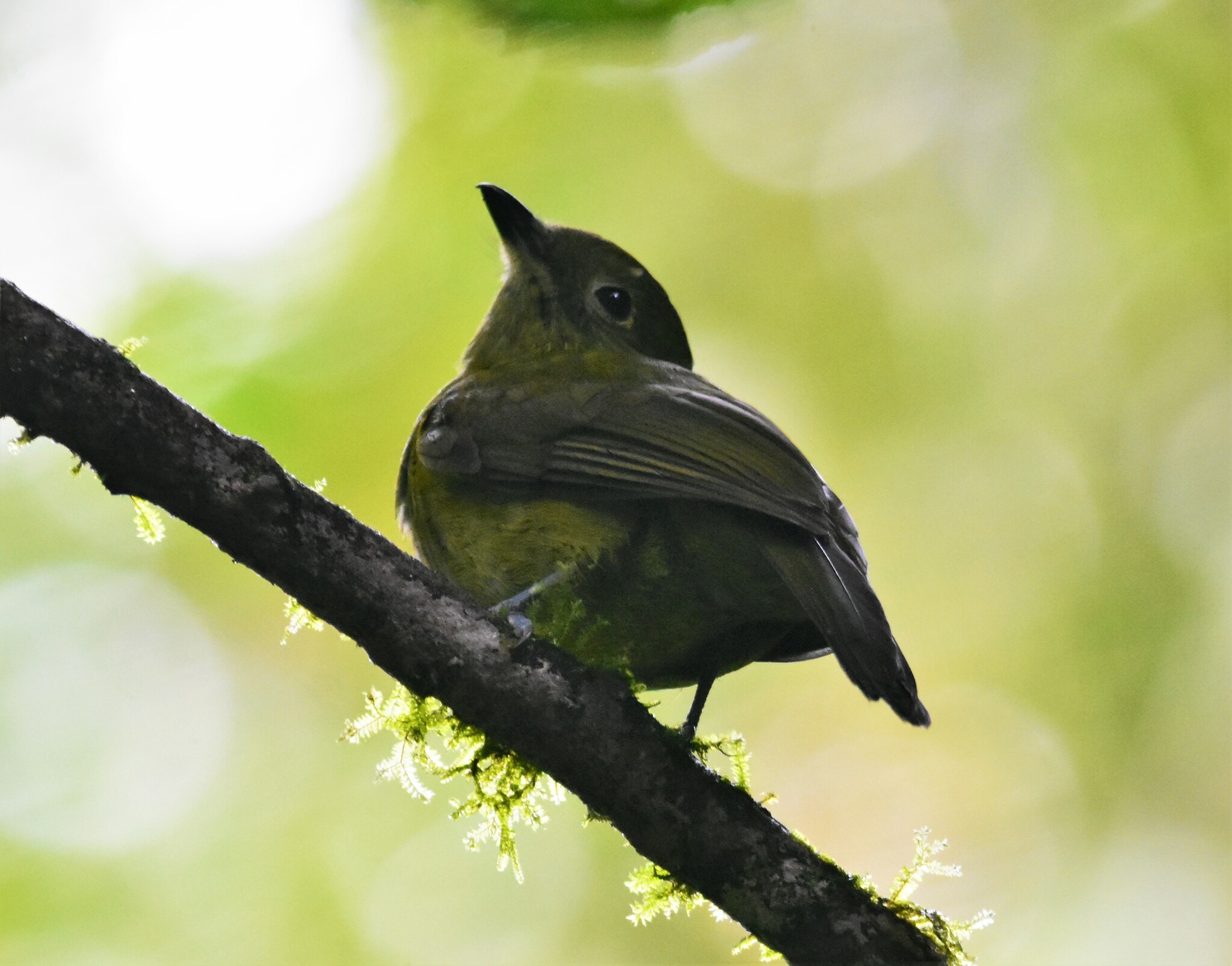 Olivaceous Piha (Snowornis cryptolophus), photo 10