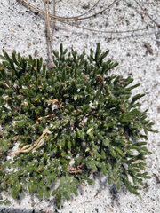 Selaginella acanthonota