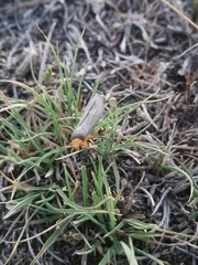 Gnamptonychia ventralis