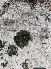 Selaginella acanthonota