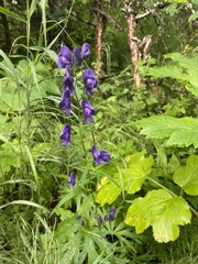 Aconitum delphiniifolium