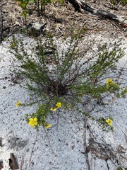 Hypericum tenuifolium