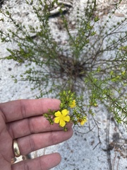 Hypericum tenuifolium