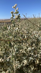 Atriplex argentea expansa