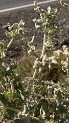 Atriplex argentea expansa