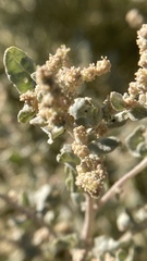 Atriplex argentea expansa