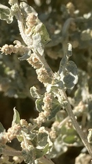 Atriplex argentea expansa