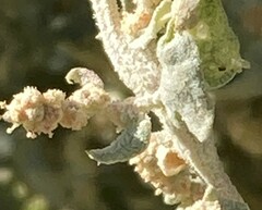 Atriplex argentea expansa