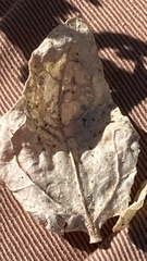 Atriplex argentea expansa