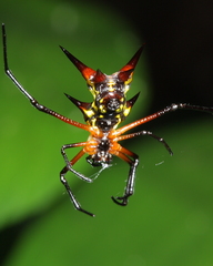 Micrathena kirbyi