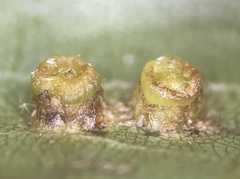 Caryomyia melicrustum