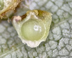 Caryomyia melicrustum