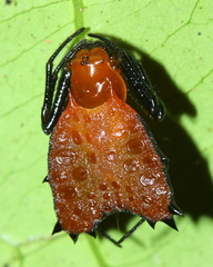 Micrathena clypeata