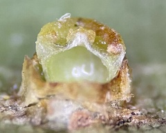 Caryomyia melicrustum