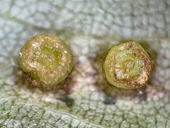 Caryomyia melicrustum