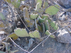 Opuntia comonduensis