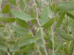 Acanthosyris spinescens