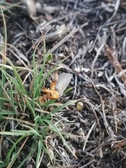 Gnamptonychia ventralis